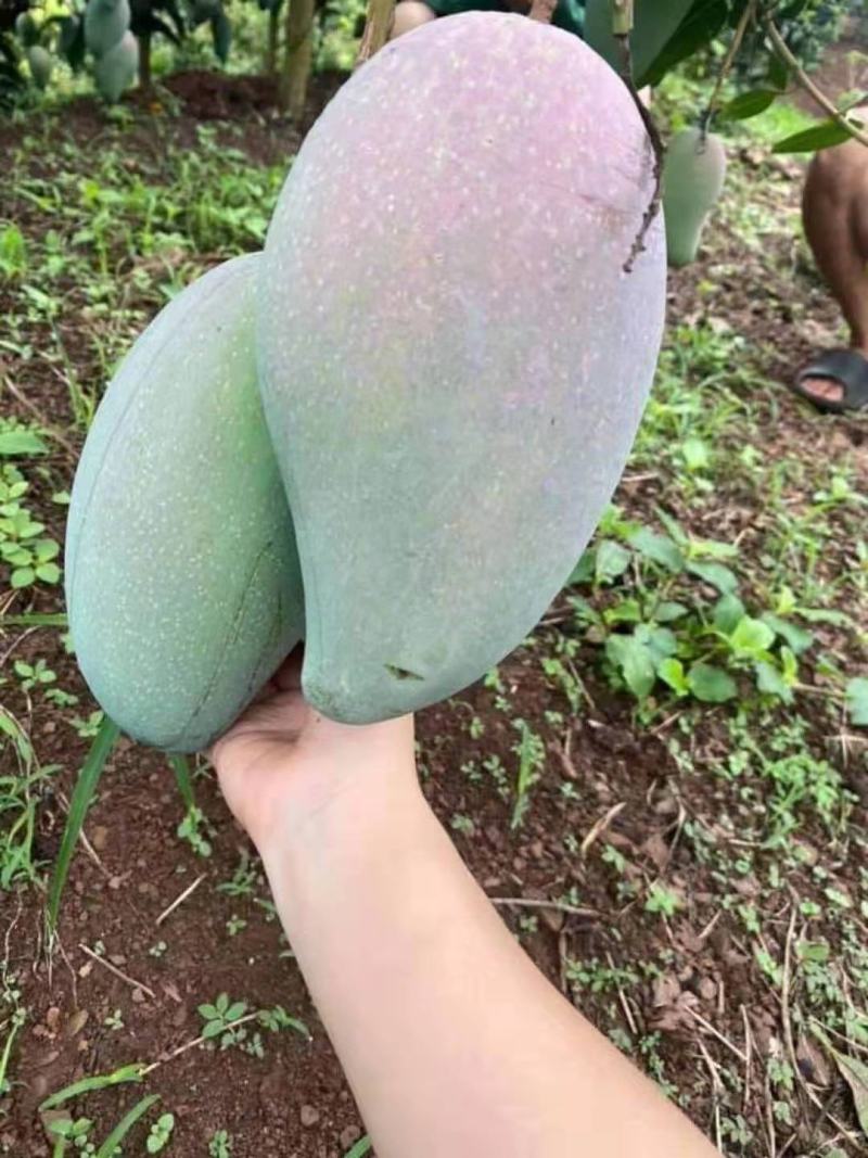 热带水果