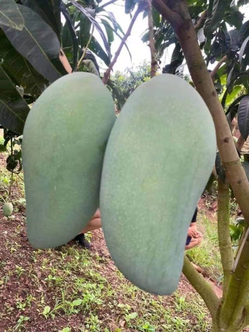 热带水果