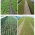 手推多行蔬菜播种机行距株距播深可调小青菜精播机