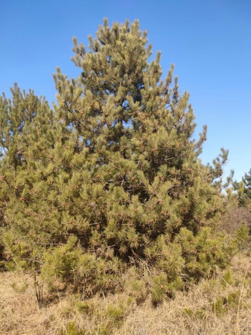 5米油松价格，6米油松基地，山西地区油松