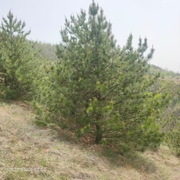 5米油松价格，6米油松基地，山西地区油松