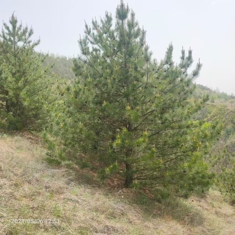 5米油松价格，6米油松基地，山西地区油松