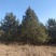 5米油松价格，6米油松基地，山西地区油松