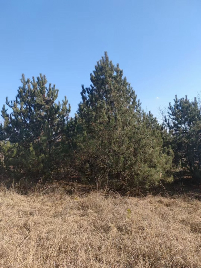 5米油松价格，6米油松基地，山西地区油松