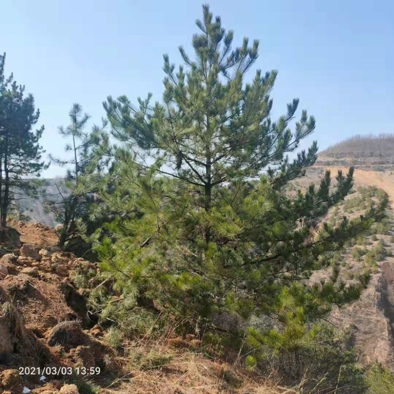 5米油松价格，6米油松基地，山西地区油松