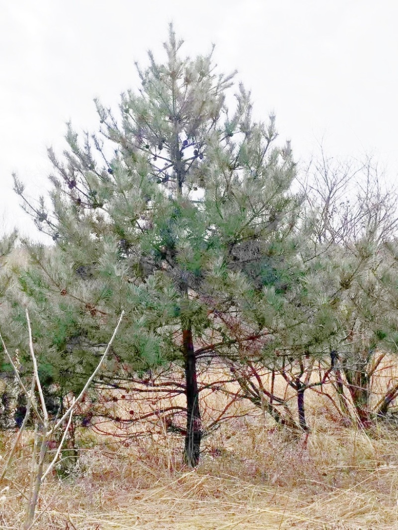 5米油松价格，6米油松基地，山西地区油松