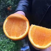 果冻橙，九月红果冻橙可以用吸管吃的橙子，产地农民直发批发