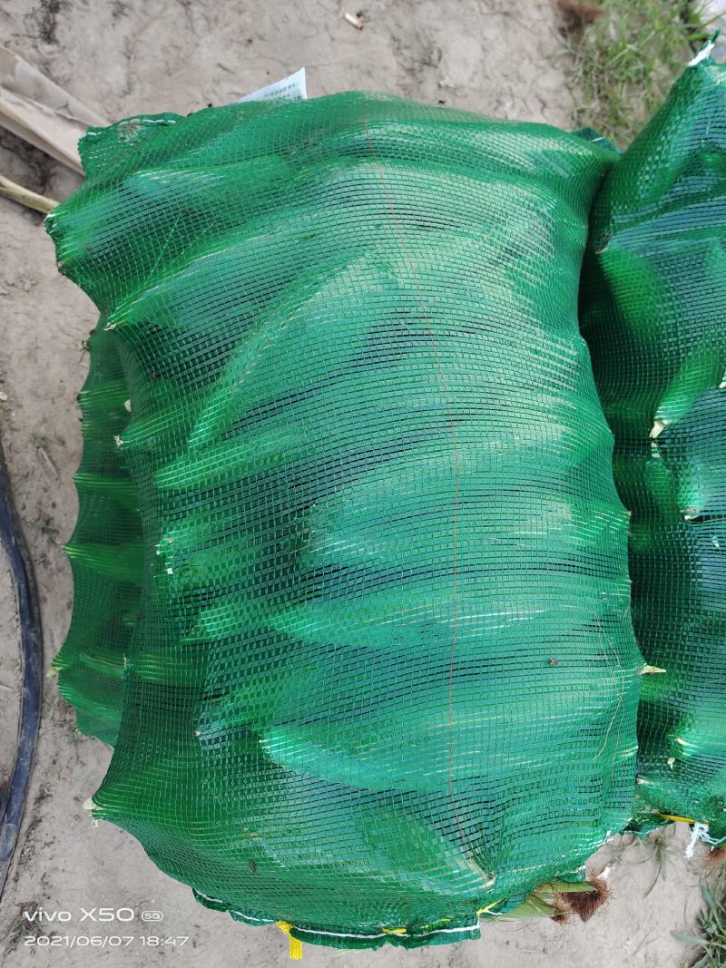 彩糯，白糯，水果玉米