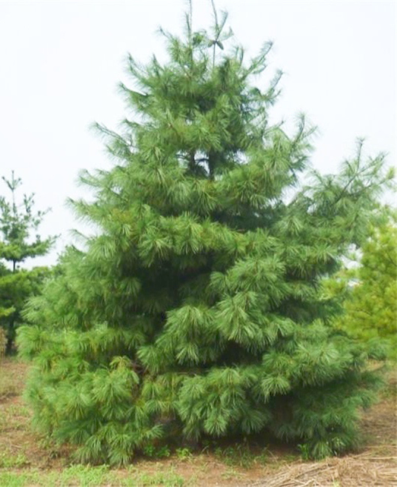 3米5华山松价格，4米华山松价格，5米华山松装车价格