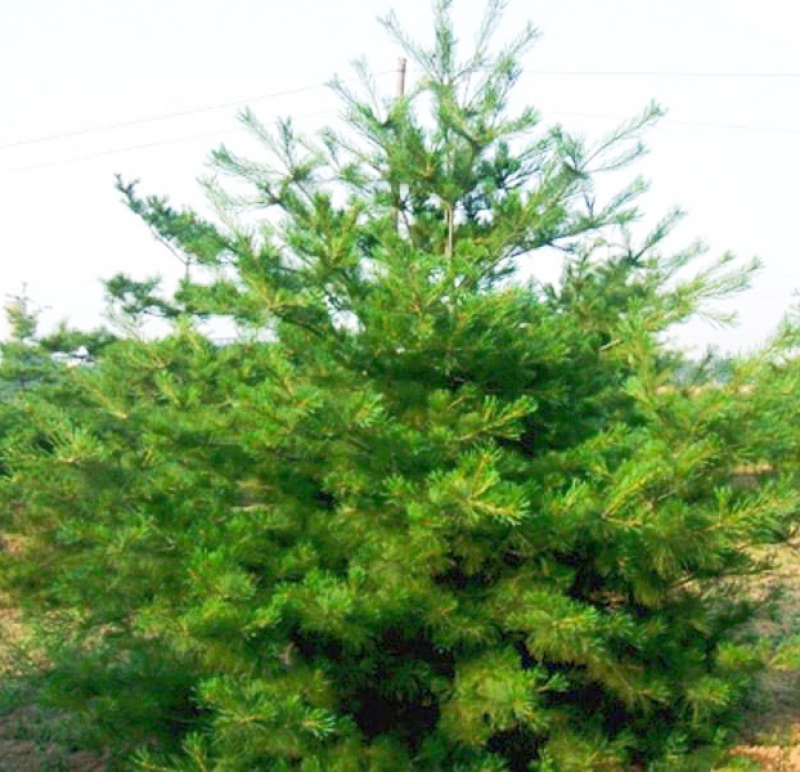 3米5华山松价格，4米华山松价格，5米华山松装车价格