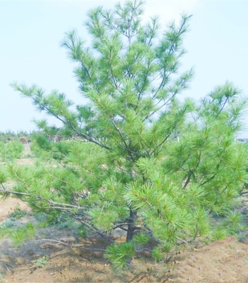 3米5华山松价格，4米华山松价格，5米华山松装车价格