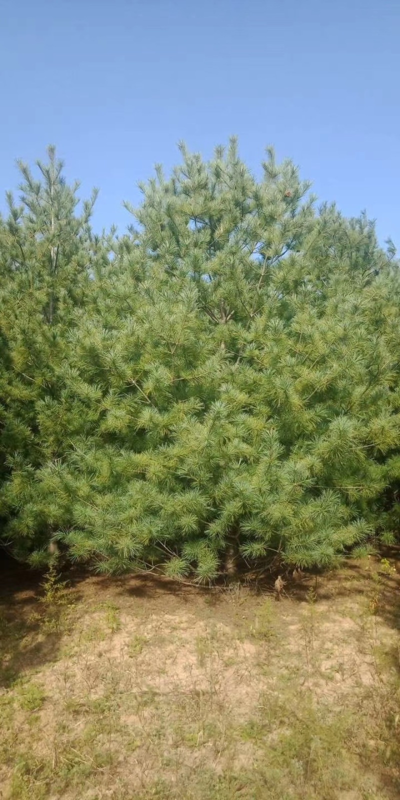 3米5华山松价格，4米华山松价格，5米华山松装车价格
