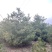 3米5华山松价格，4米华山松价格，5米华山松装车价格