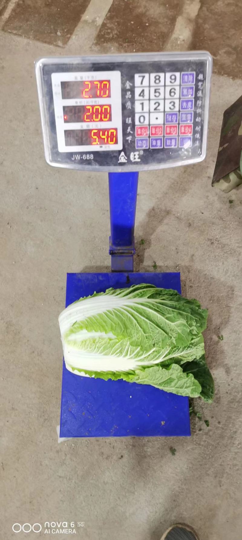 优质云南山地精品矮颗德高117黄心大白菜