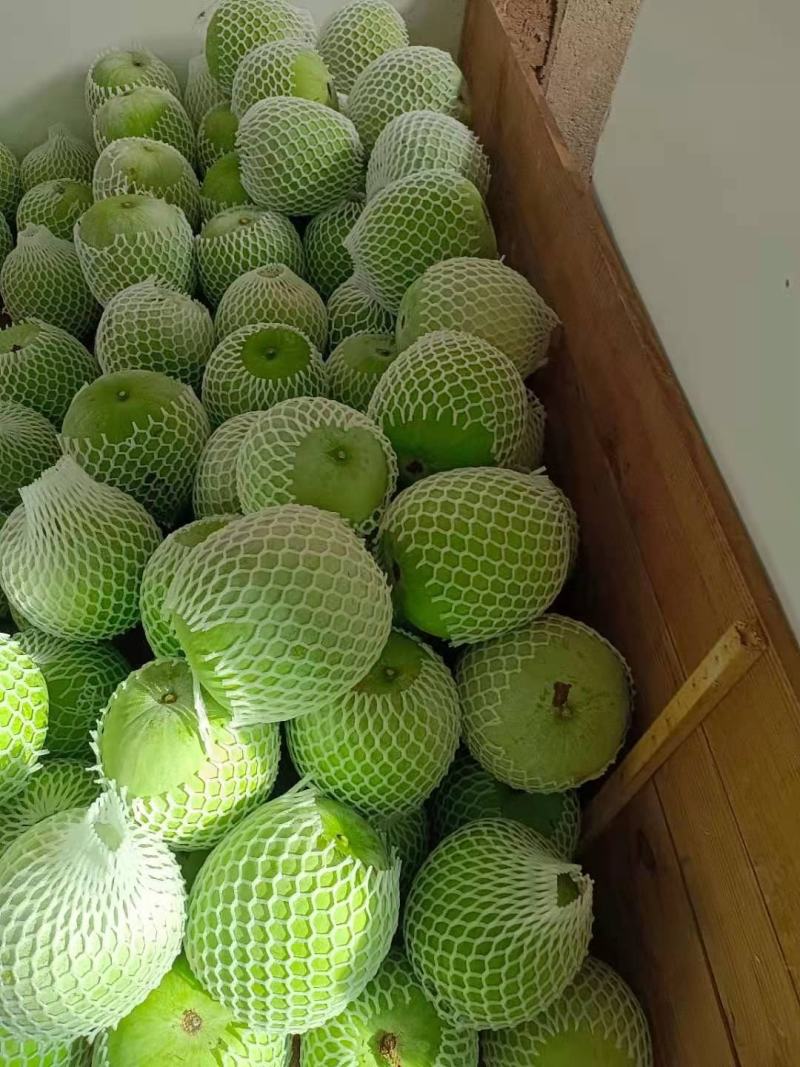 香芋冬瓜基地直供货源充足专业打包团队欢迎老板看货