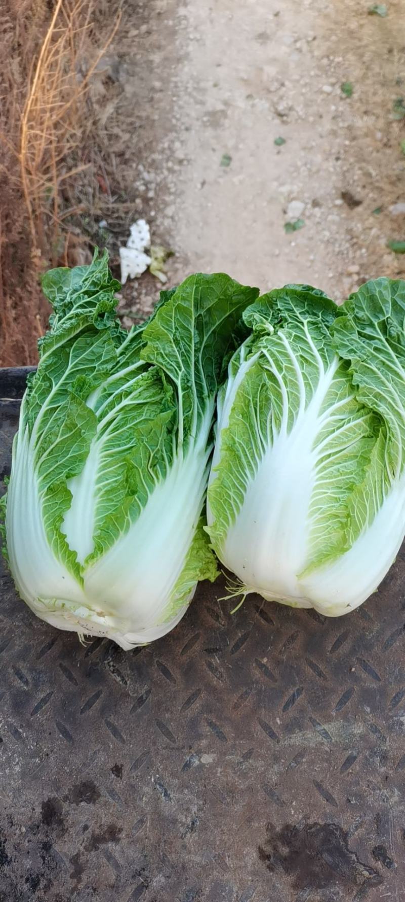 优质云南山地精品矮颗德高117黄心大白菜