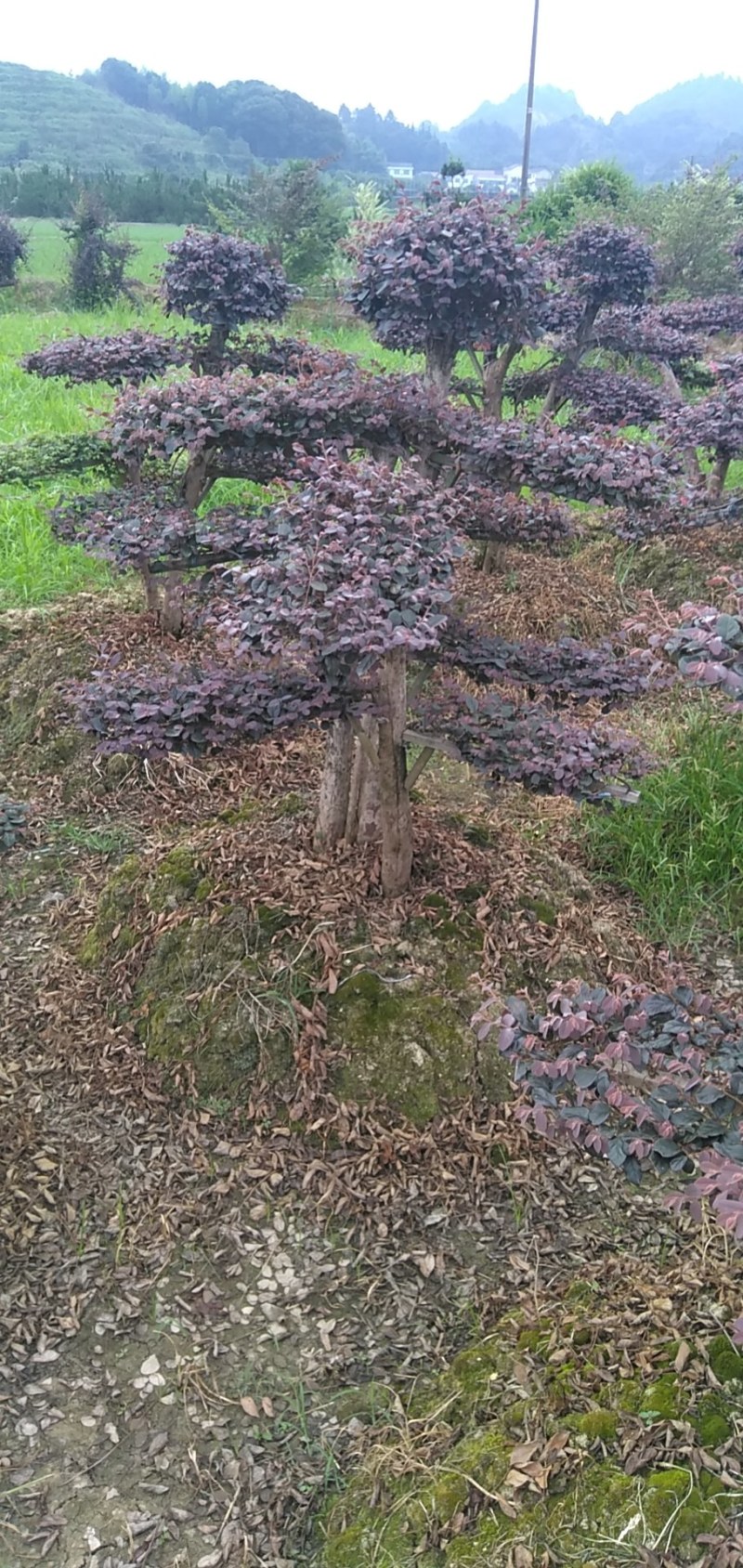 红继木盆景