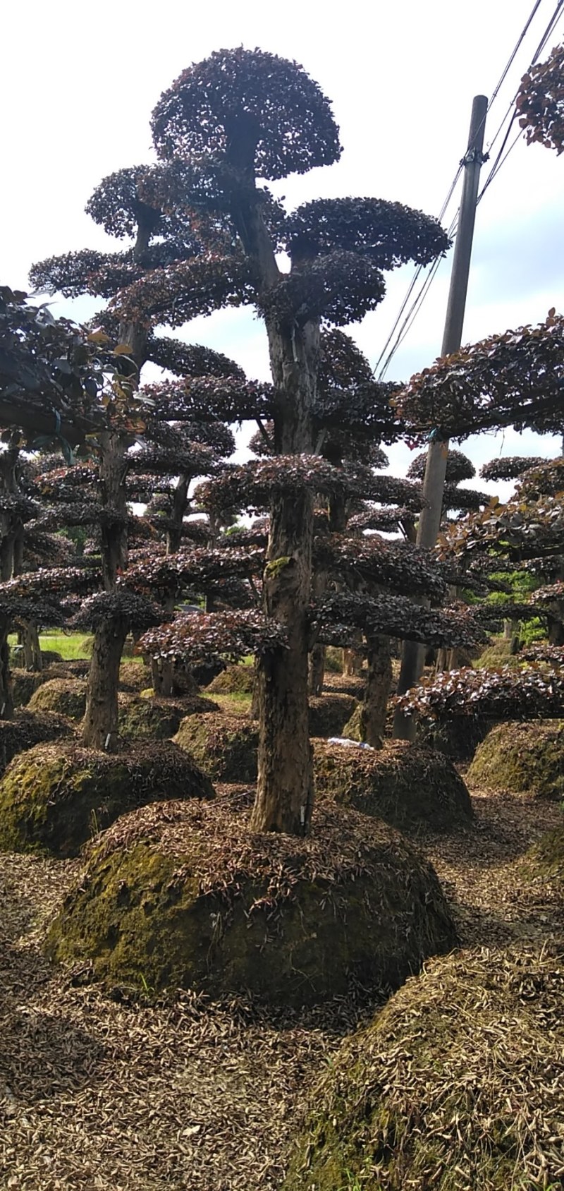 红花继木桩