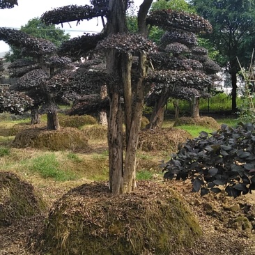 红花继木桩