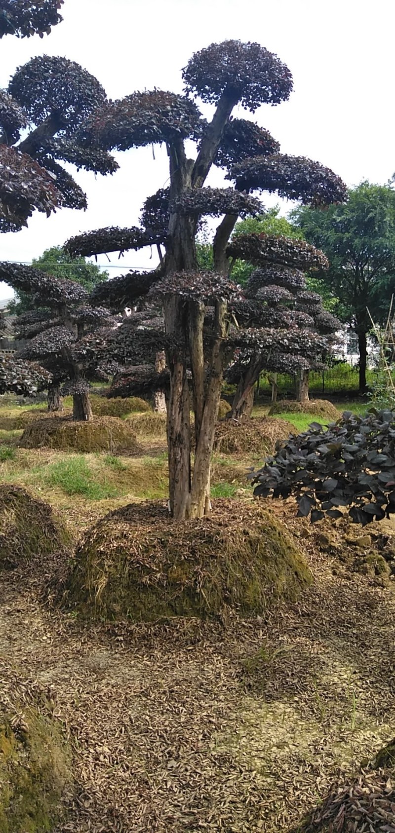 红花继木桩