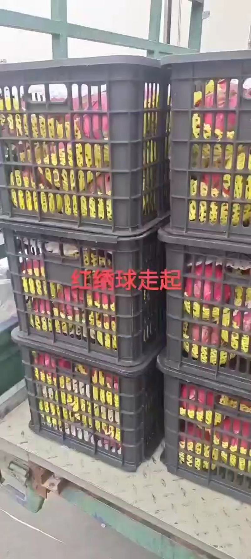 火龙果