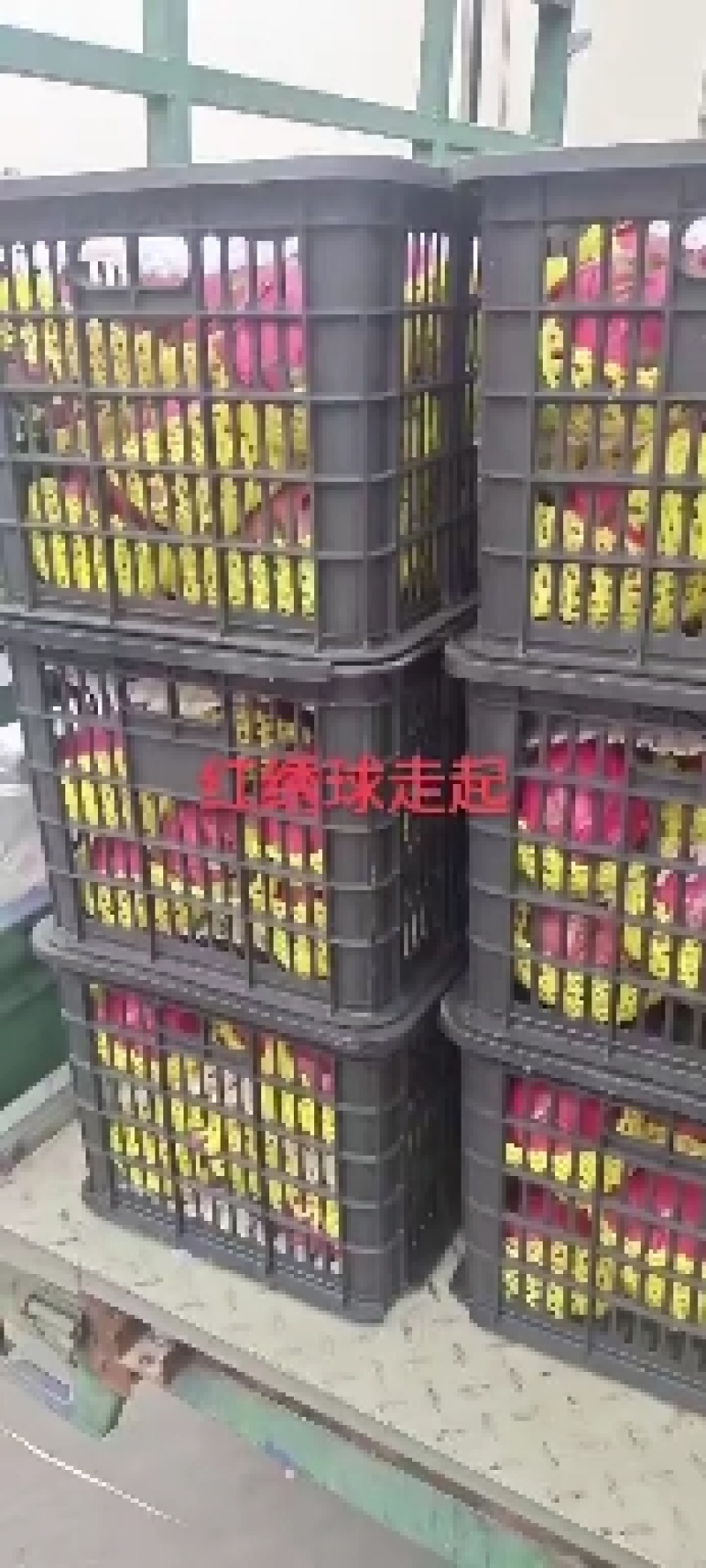 火龙果