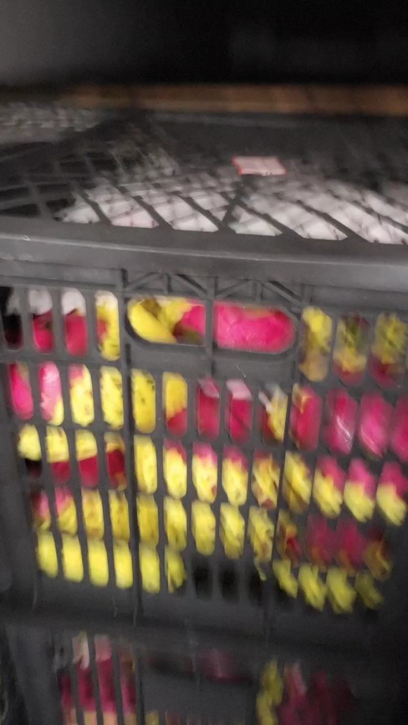 火龙果