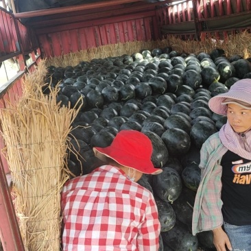 湖北省襄阳市李子，梨子，绿裳西瓜，双红金城5西瓜，黑美人