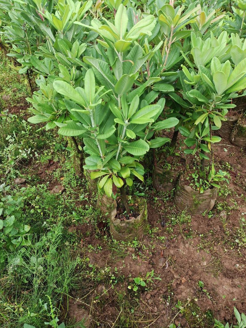 杜鹃（白花杜鹃）