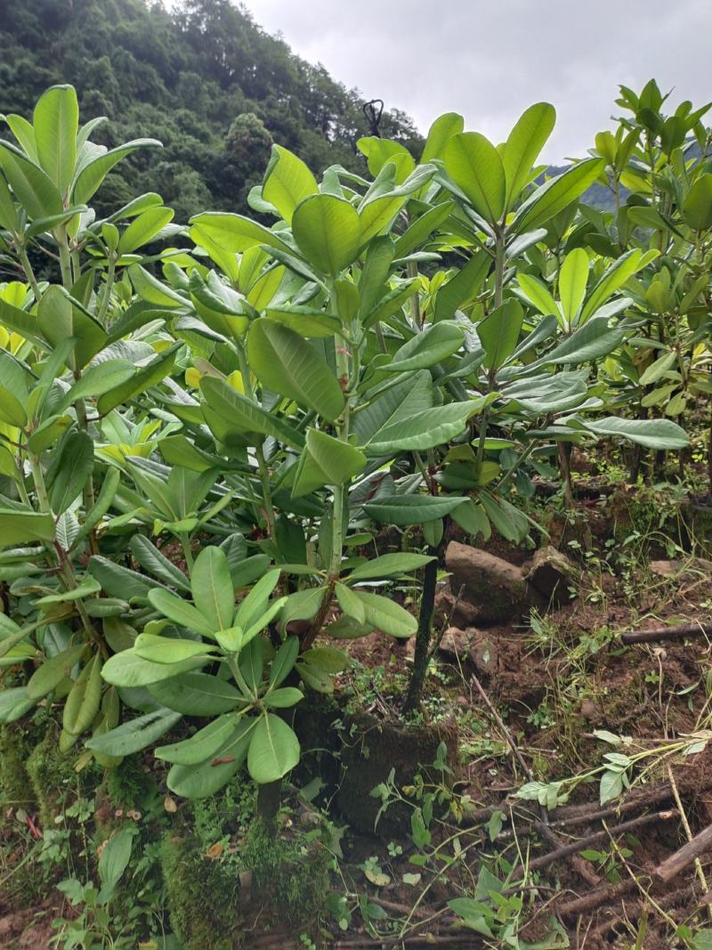 杜鹃（白花杜鹃）
