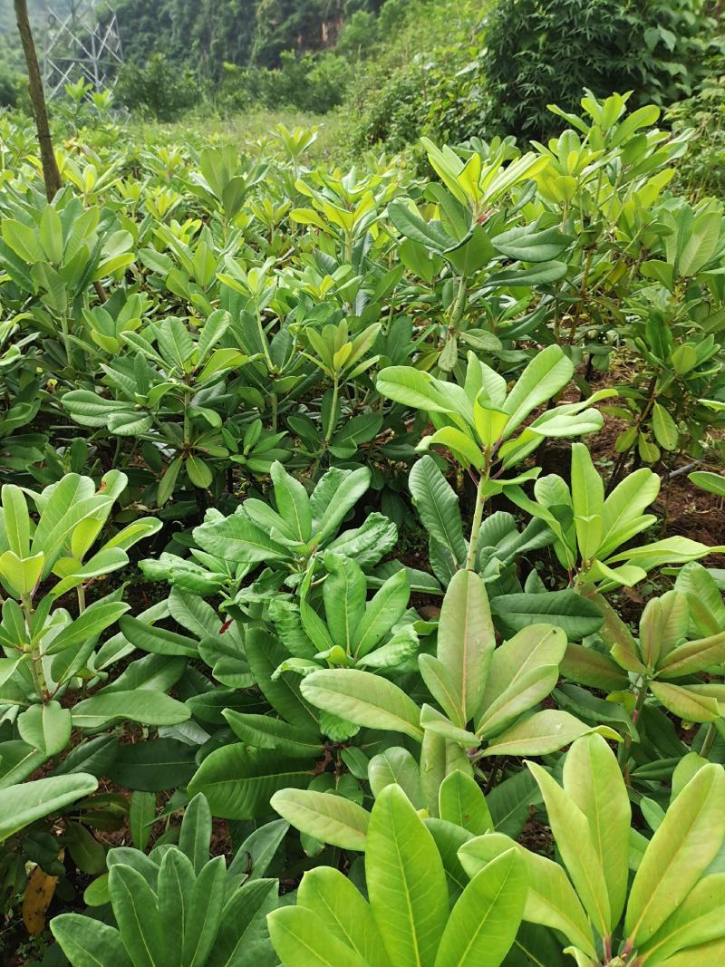 杜鹃（白花杜鹃）