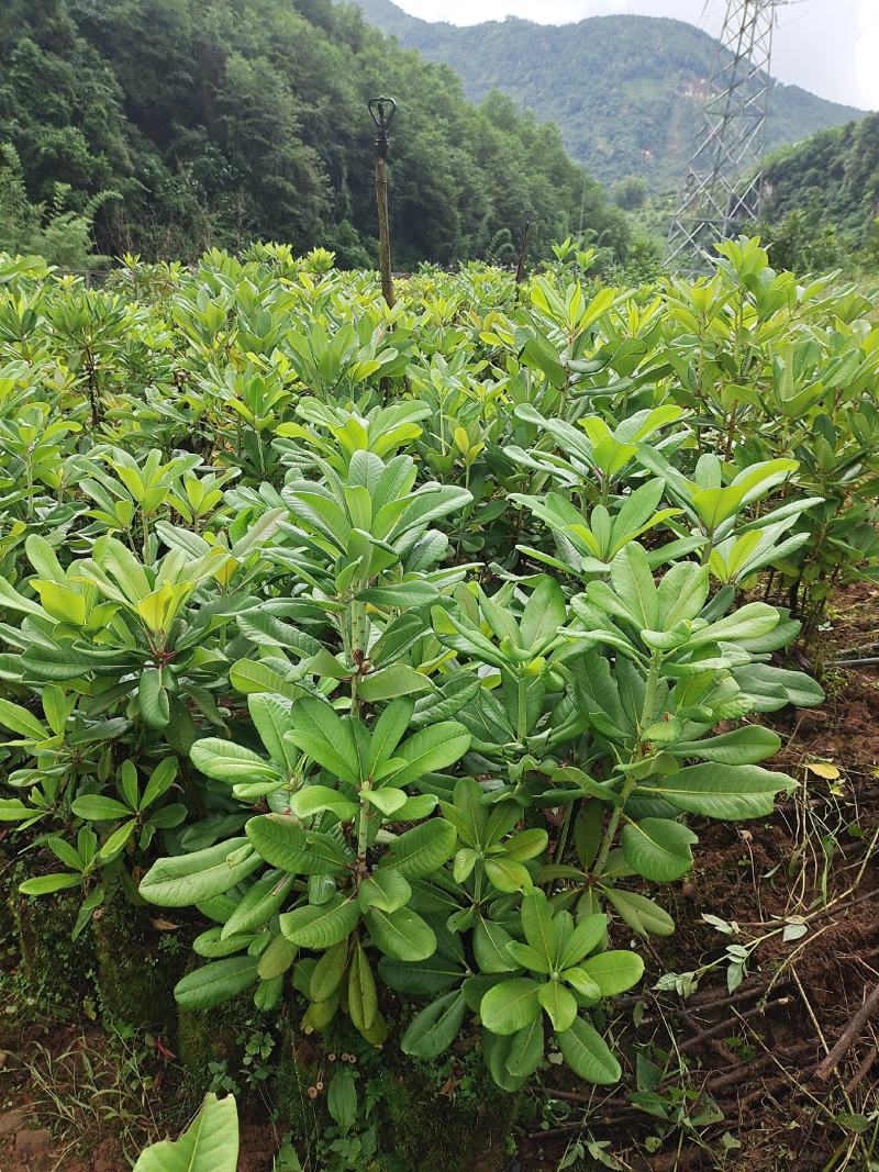 杜鹃（白花杜鹃）