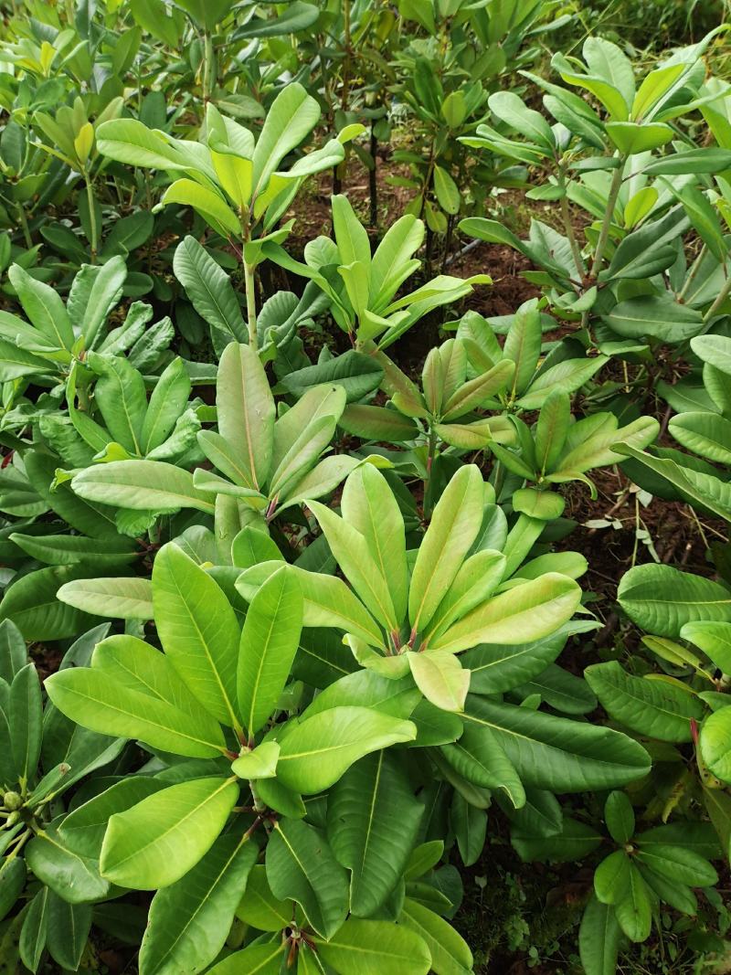 杜鹃（白花杜鹃）