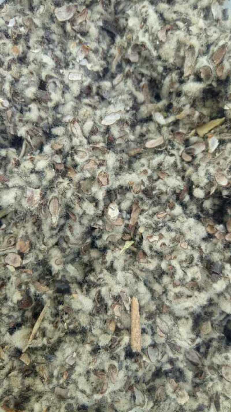 新疆棉壳新货棉壳棉饼牧场毛棉籽棉渣玉米芯颗粒