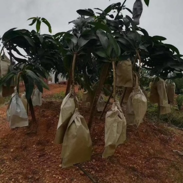 上市啦[庆祝]核薄肉厚，鲜甜多汁，现摘现发货……