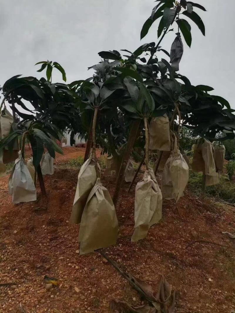 上市啦[庆祝]核薄肉厚，鲜甜多汁，现摘现发货……