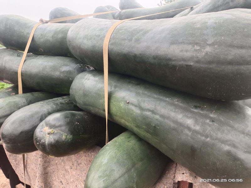 黑皮冬瓜15斤以上地冬瓜