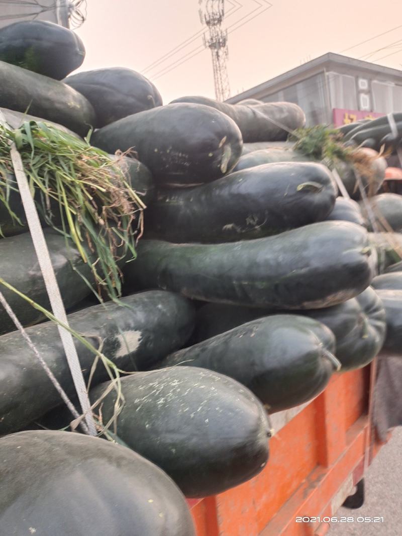 黑皮冬瓜15斤以上地冬瓜