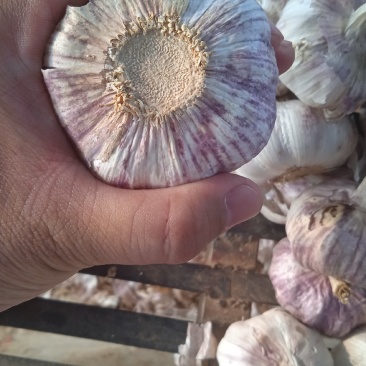 山东省济南市莱芜区红皮杂交大蒜现已大量上市，欢迎广大新老