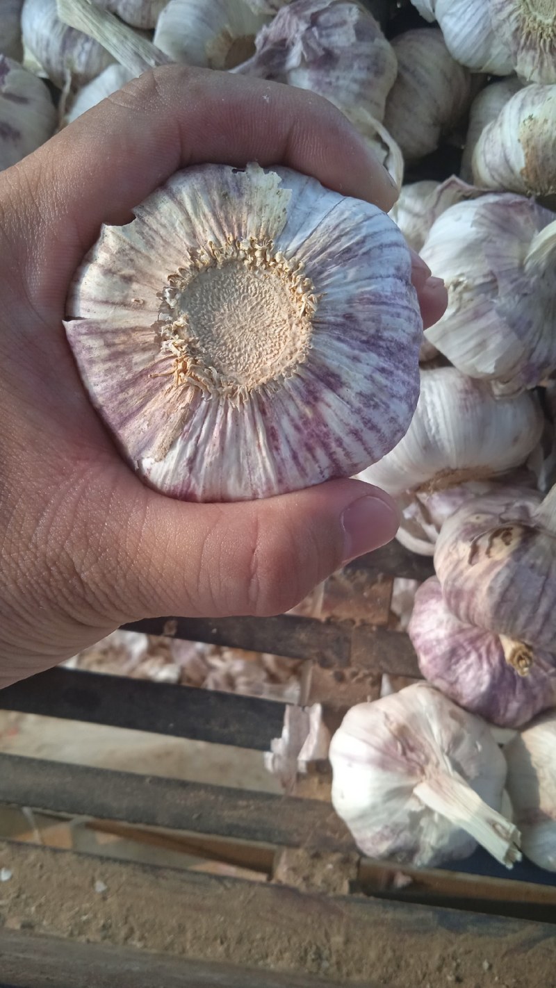 山东省济南市莱芜区红皮杂交大蒜现已大量上市，欢迎广大新老