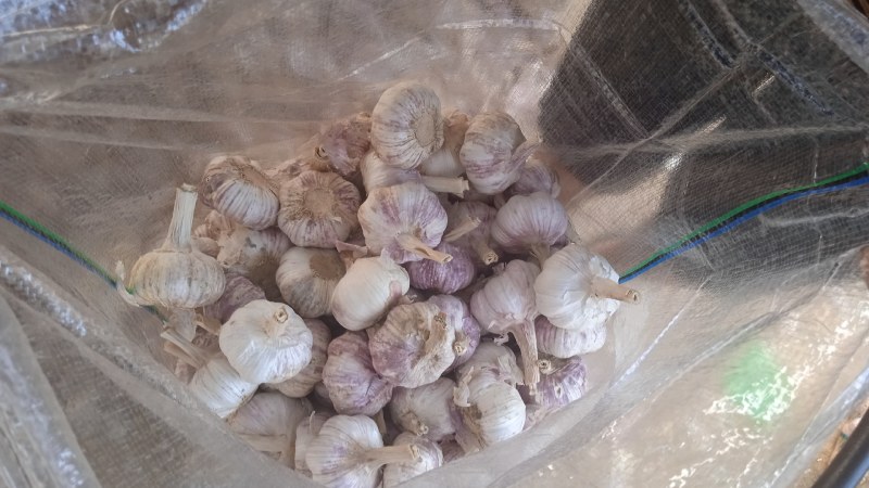 山东省济南市莱芜区红皮杂交大蒜现已大量上市，欢迎广大新老