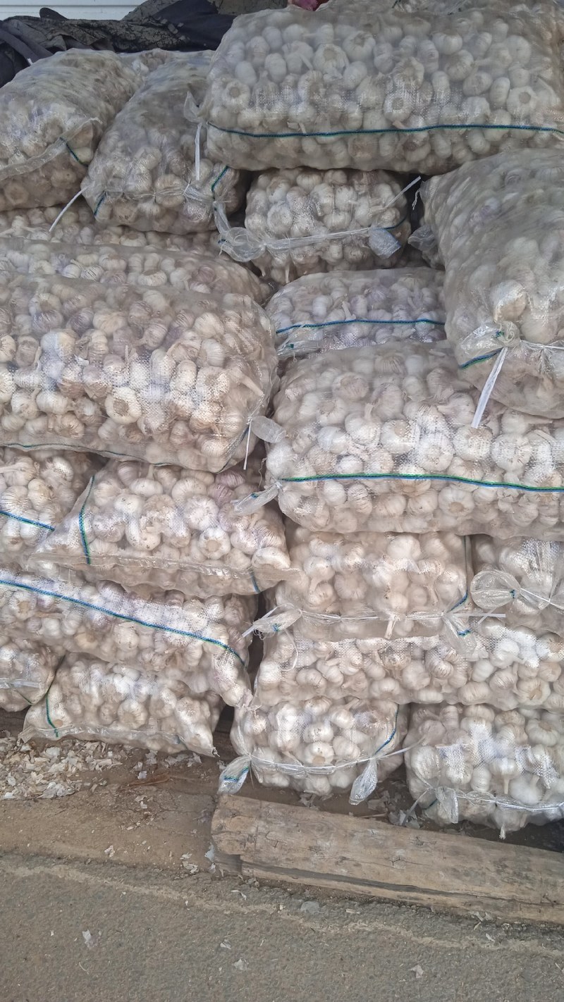 山东省济南市莱芜区红皮杂交大蒜现已大量上市，欢迎广大新老