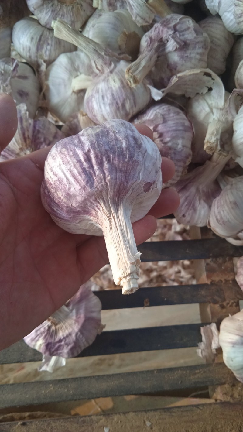 山东省济南市莱芜区红皮杂交大蒜现已大量上市，欢迎广大新老