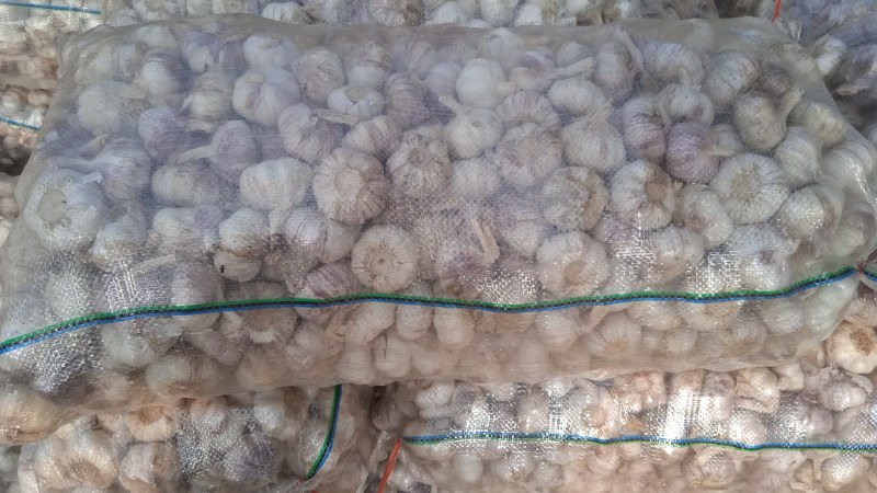 山东省济南市莱芜区红皮杂交大蒜现已大量上市，欢迎广大新老