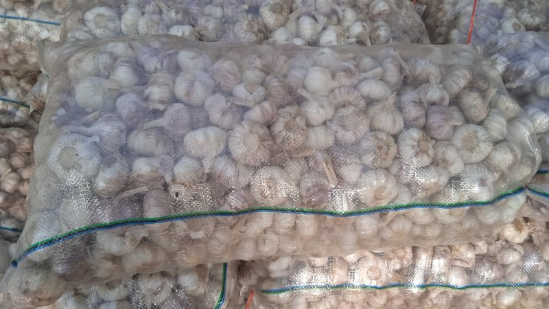 山东省济南市莱芜区红皮杂交大蒜现已大量上市，欢迎广大新老