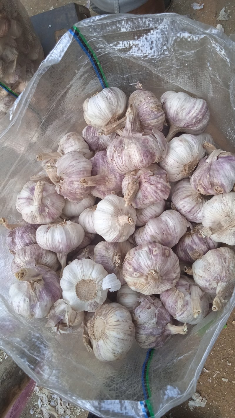 山东省济南市莱芜区红皮杂交大蒜现已大量上市，欢迎广大新老