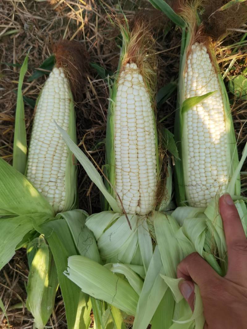 河南白糯玉米大量上市，口感好，产地直供，质量保证、