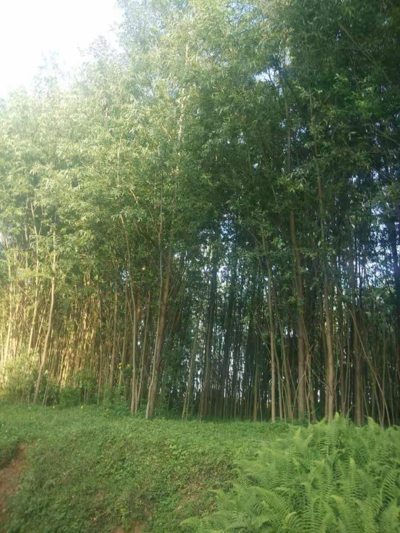 公路、荒山绿化，成活率高，欢迎老板咨询。