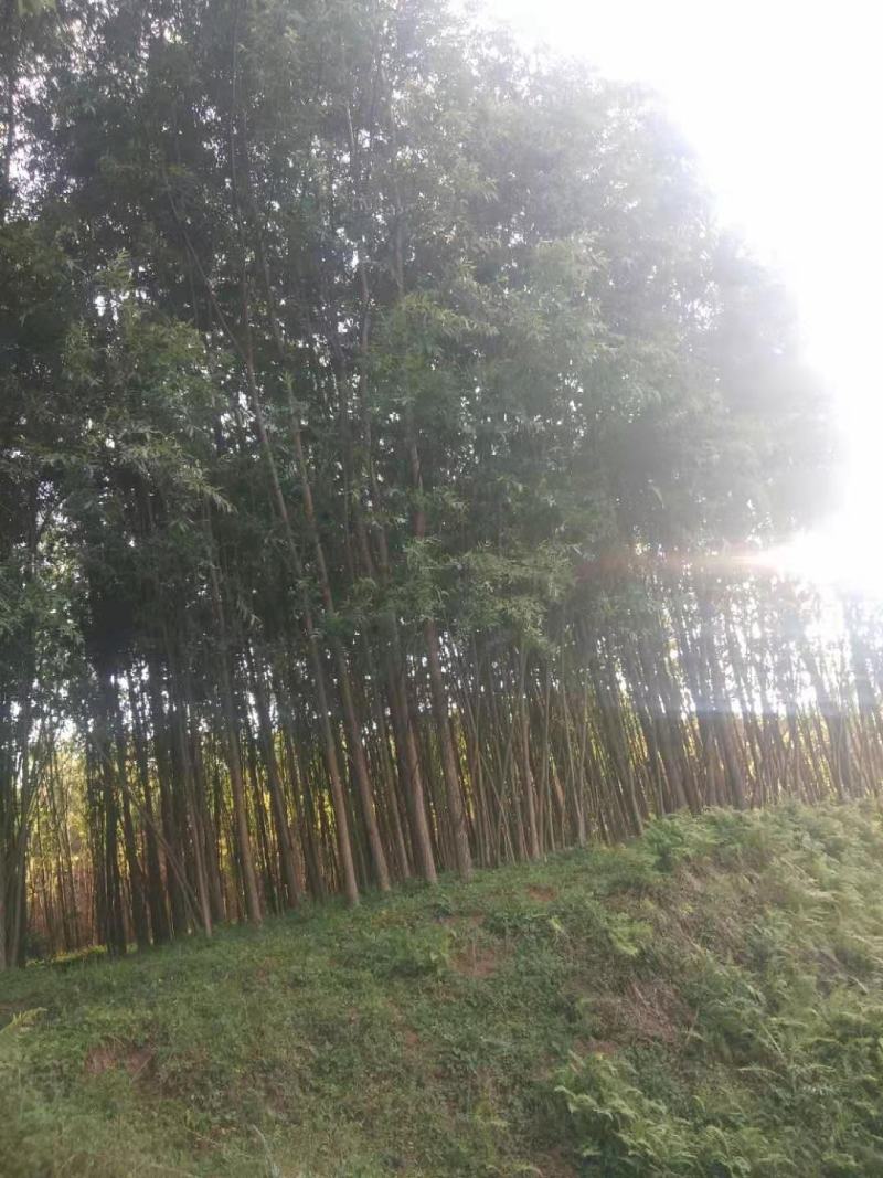 公路、荒山绿化，成活率高，欢迎老板咨询。