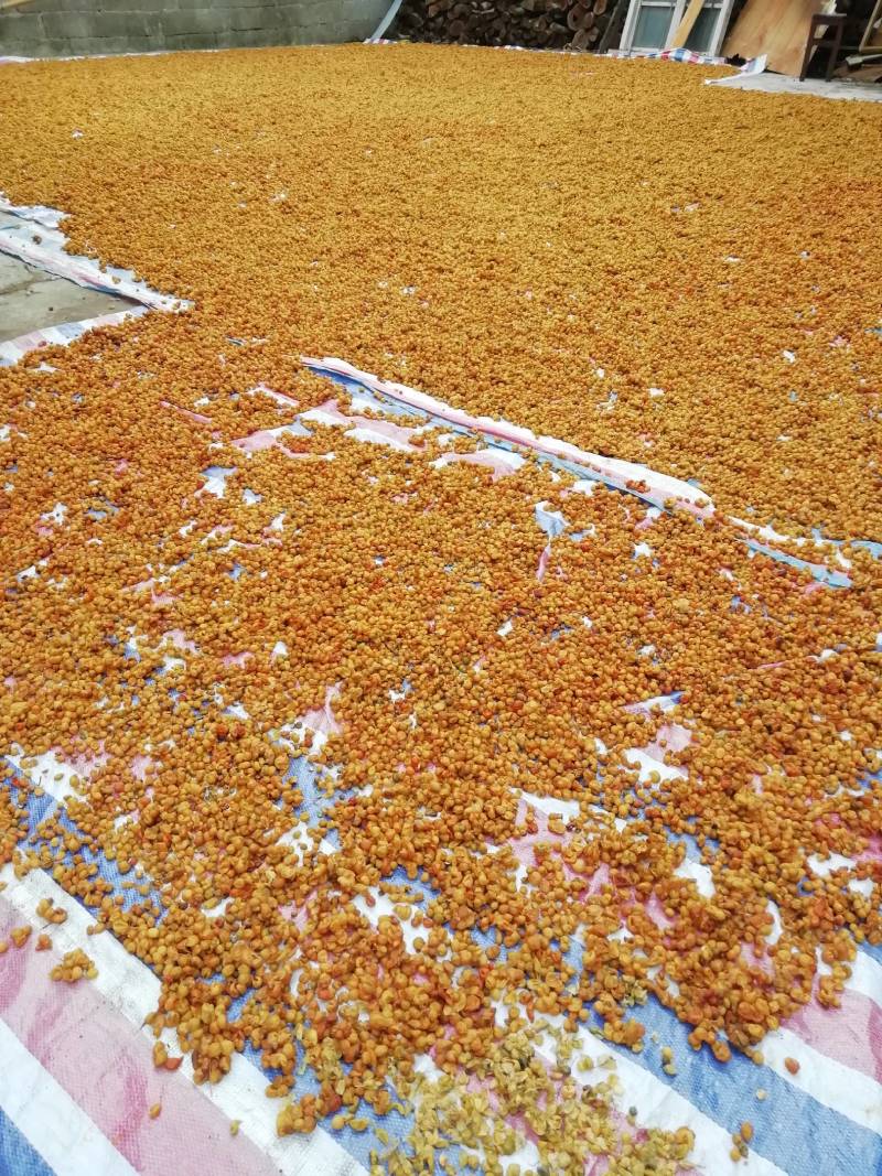 龙州特产山黄皮干2021新鲜干货，无核，足够干，量大从优